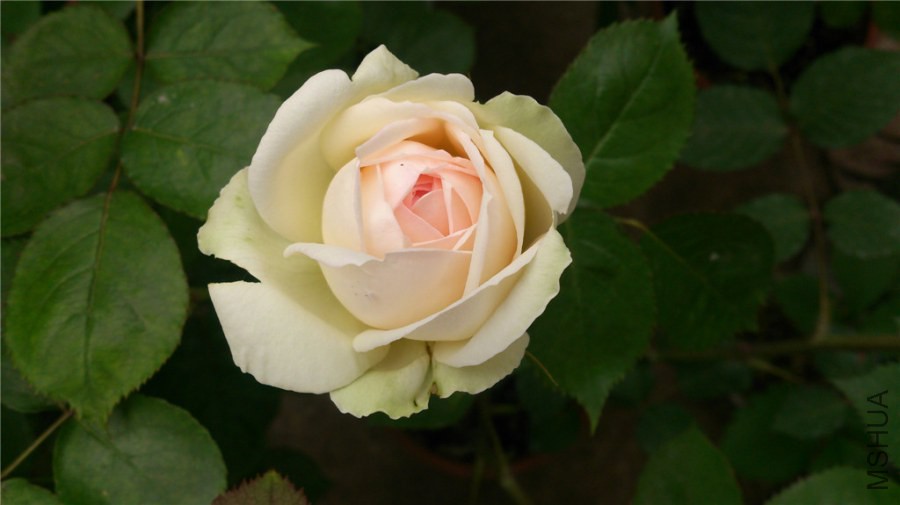 DSC_0327.jpg