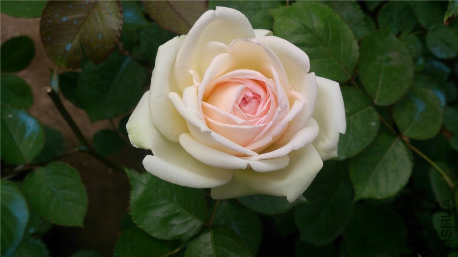 DSC_0360.jpg