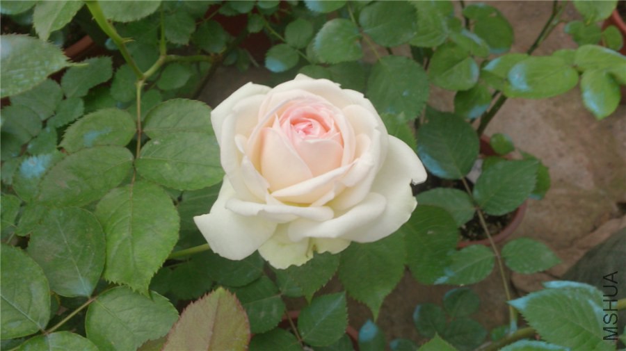 DSC_0369.jpg
