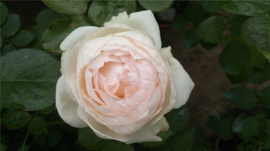 DSC_0646.jpg
