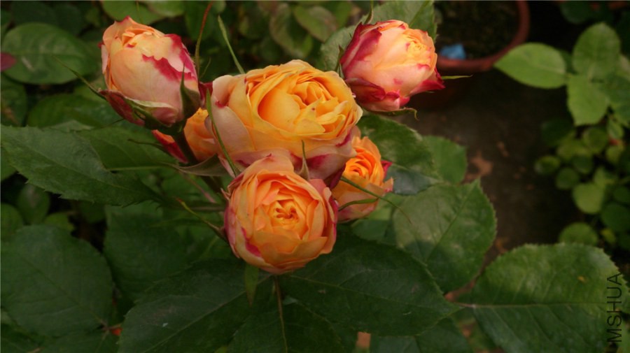 DSC_026.jpg