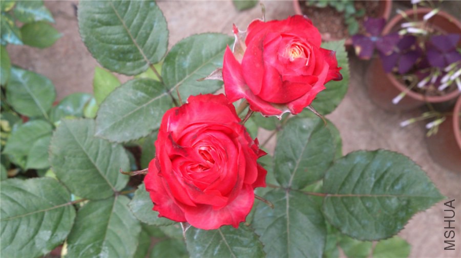 DSC_0896.jpg