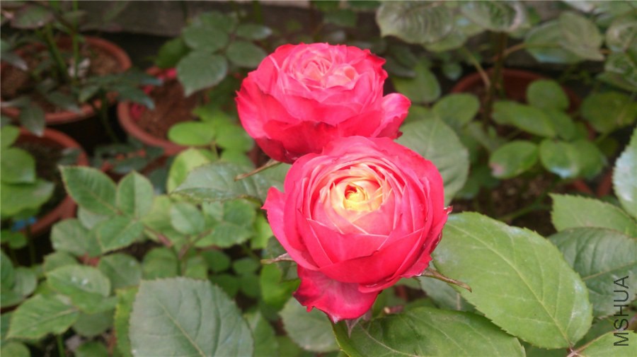 DSC_0940.jpg