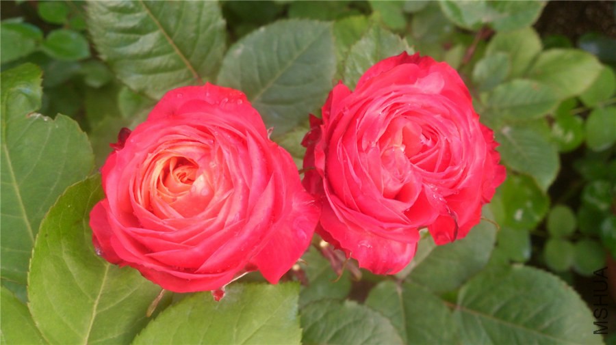 DSC_0963.jpg