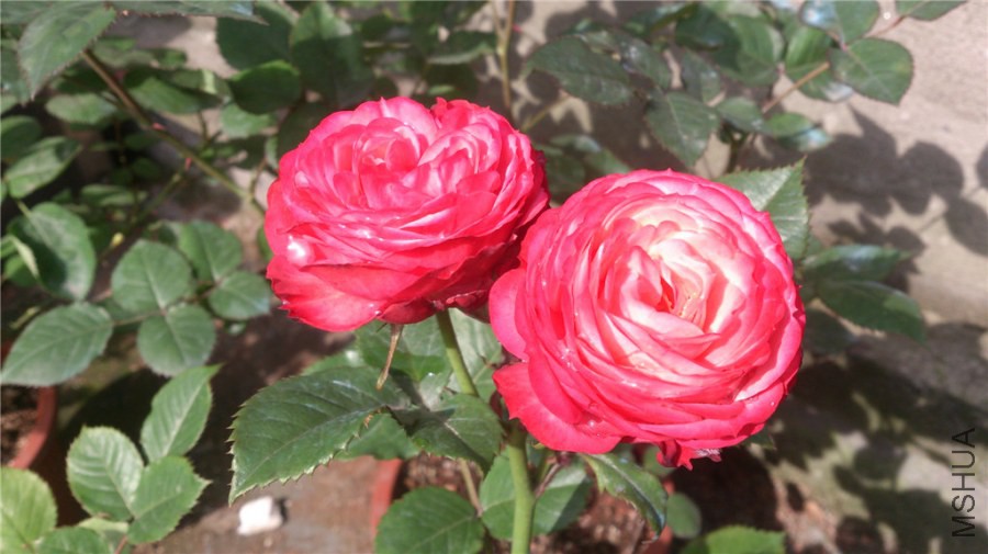 DSC_0996.jpg