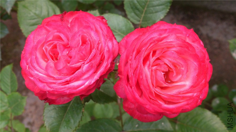 DSC_1010.jpg