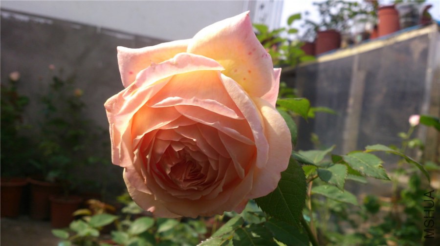 DSC_0991.jpg