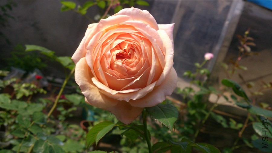 DSC_0994.jpg