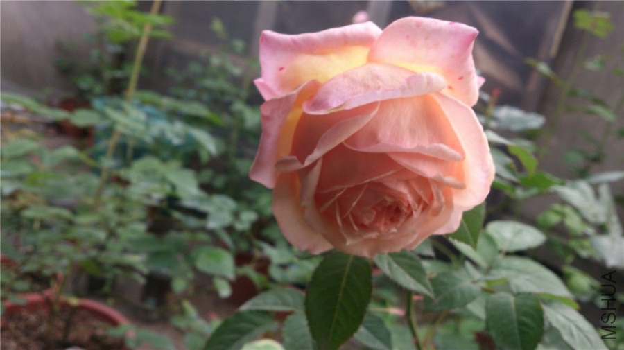 DSC_1006_��ת.jpg