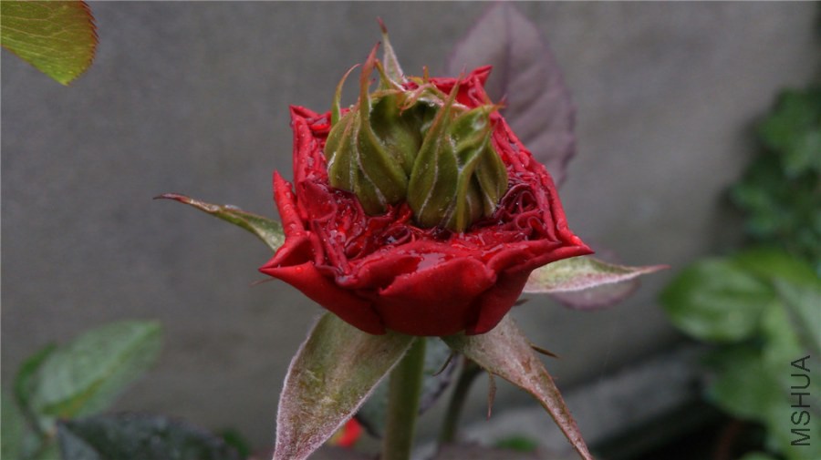DSC_0824.jpg