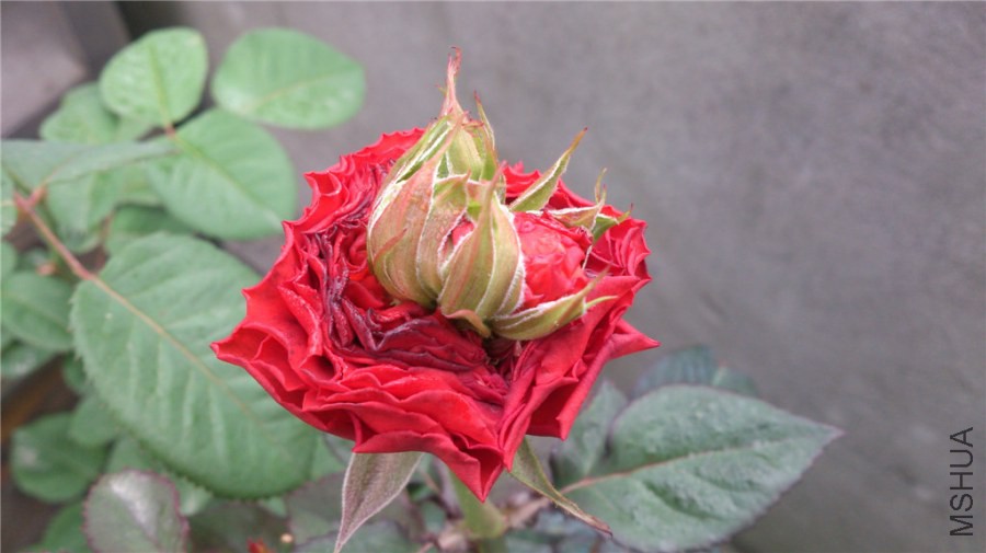 DSC_1009.jpg