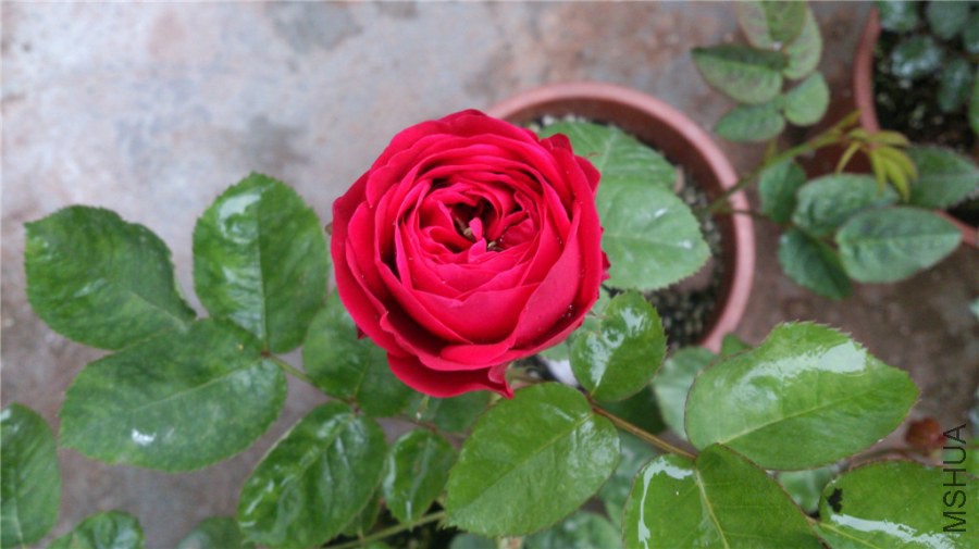 DSC_0872.jpg