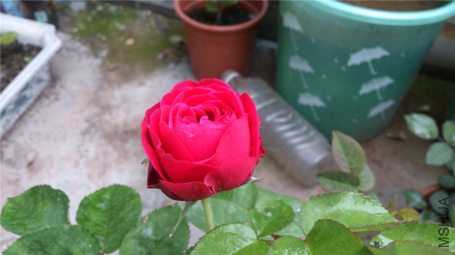 DSC_0873.jpg
