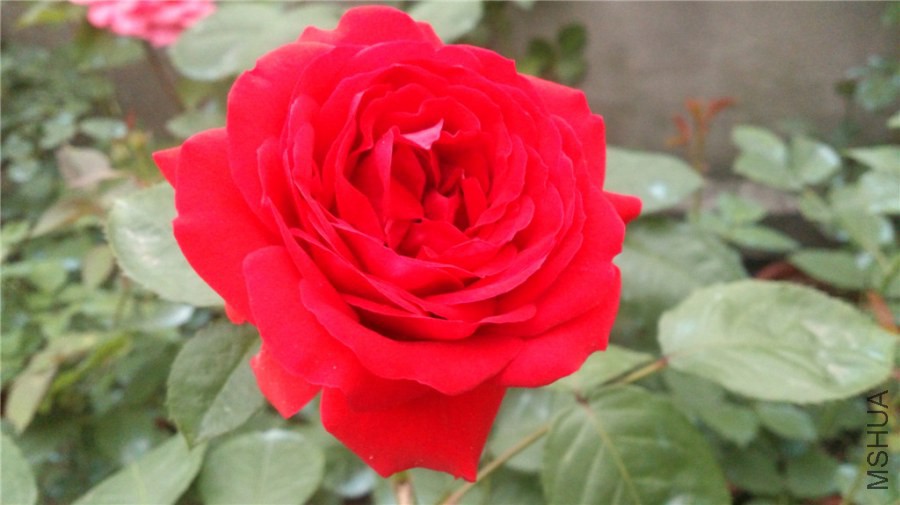 DSC_0650.jpg