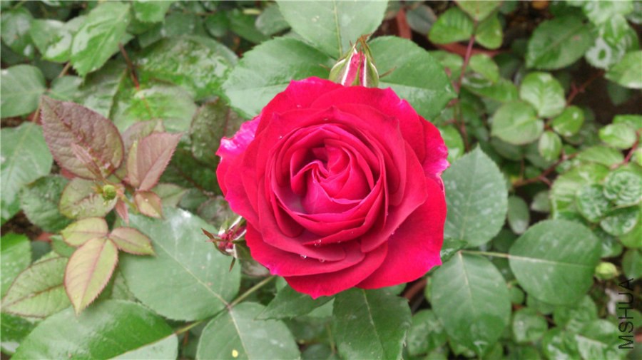 DSC_0870.jpg