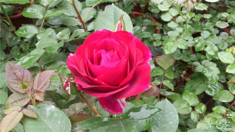 DSC_0871.jpg