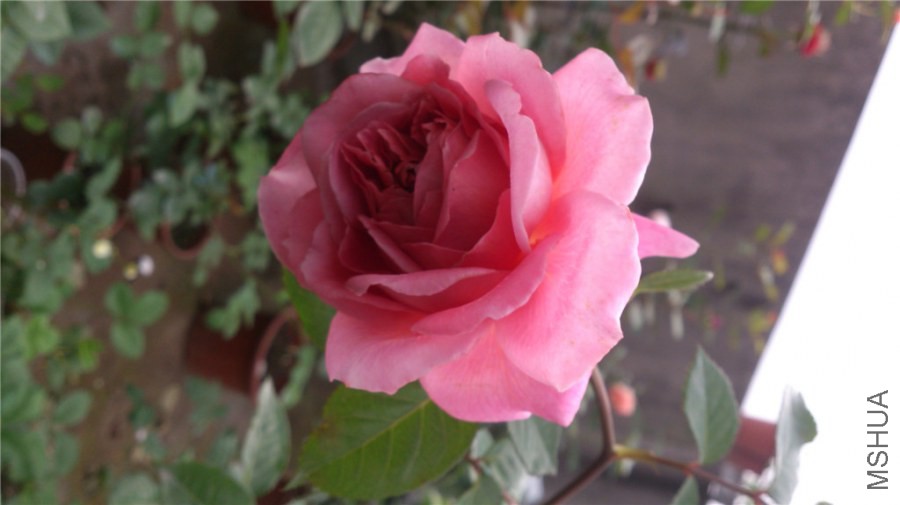 DSC_1002.jpg