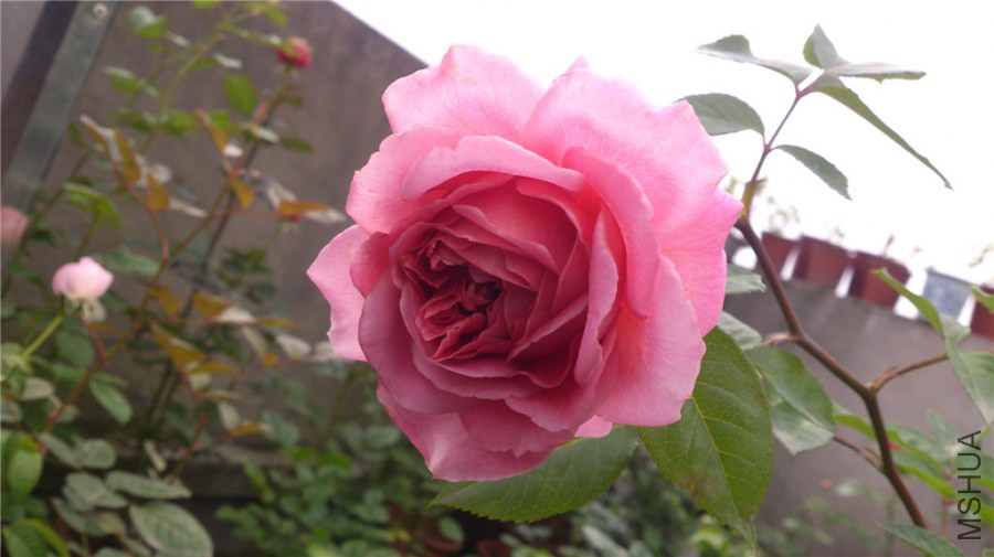 DSC_1003.jpg