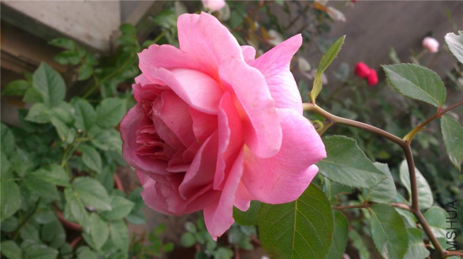 DSC_1005_��ת.jpg
