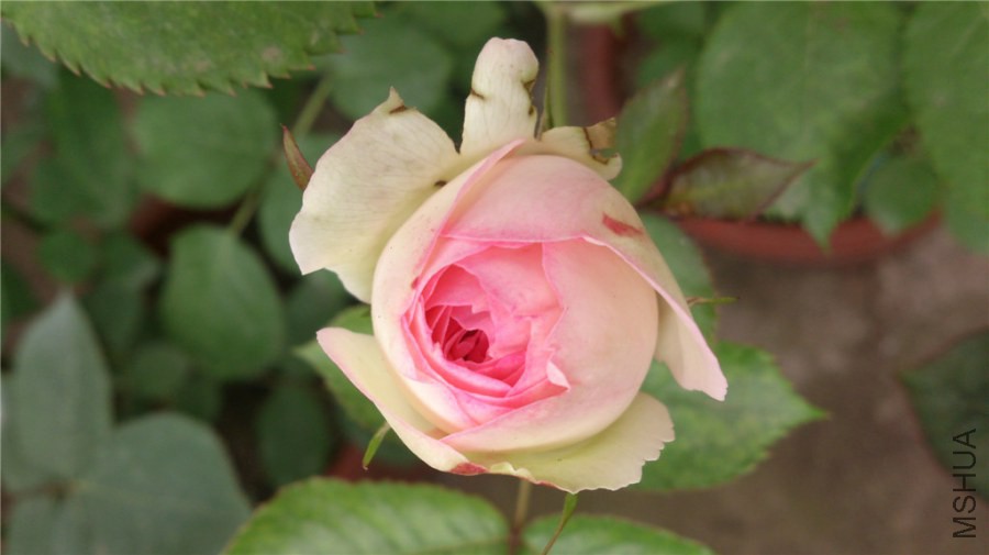 DSC_0331_��ת.jpg