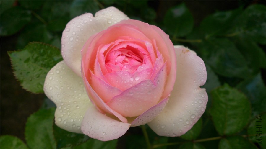 DSC_0800.jpg
