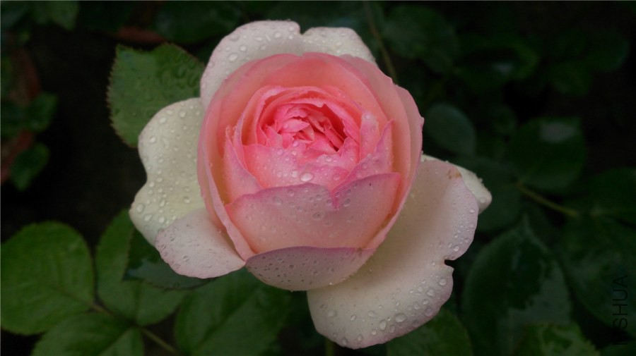 DSC_0817.jpg