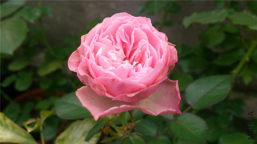 DSC_1049.jpg