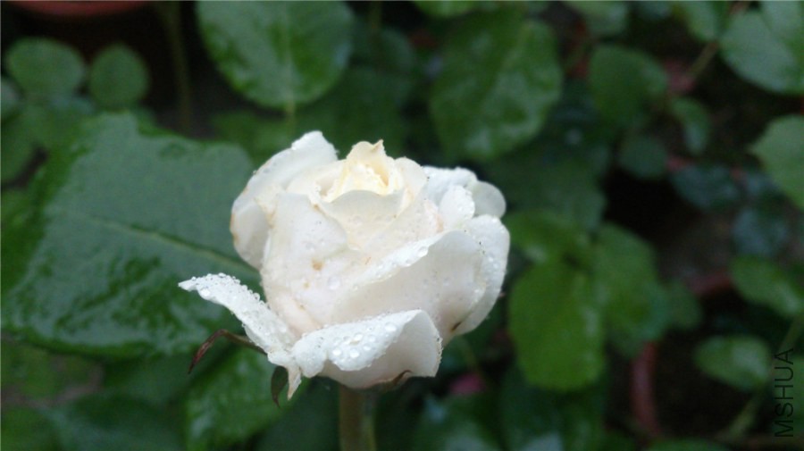 DSC_0486.jpg