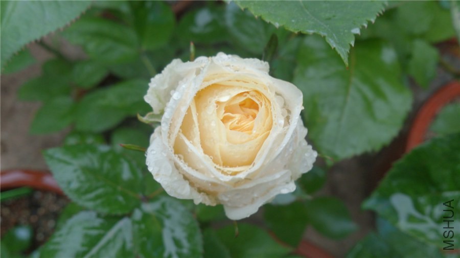 DSC_0558.jpg