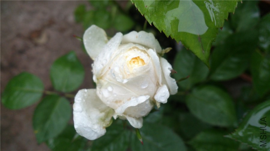 DSC_0559.jpg