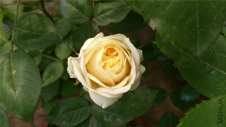 DSC_0622.jpg