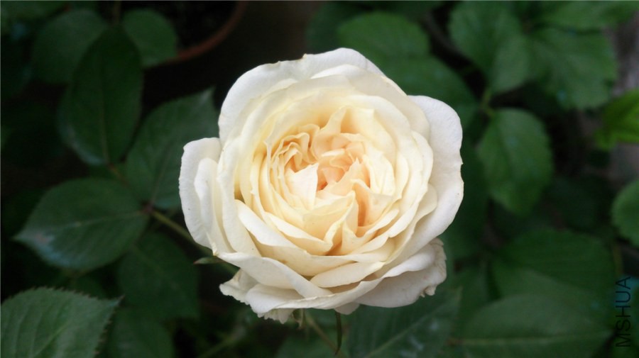 DSC_0735.jpg