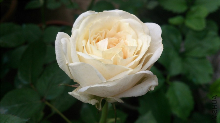 DSC_0736.jpg