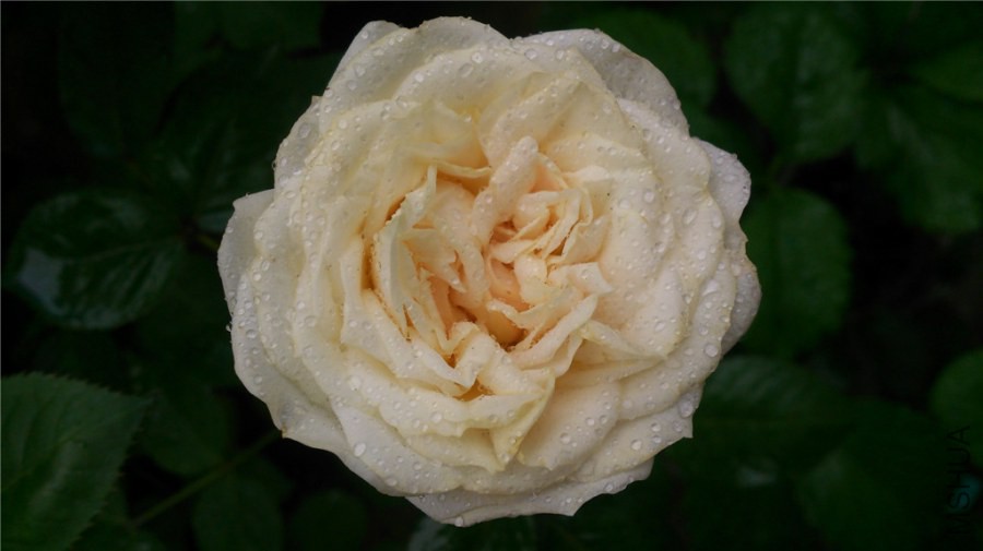 DSC_0804.jpg