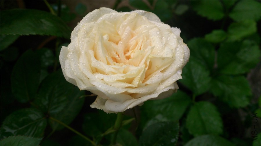 DSC_0805.jpg