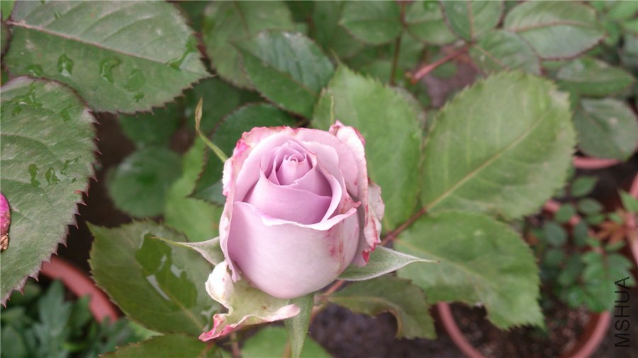 DSC_0065.jpg