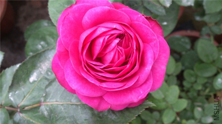 DSC_0204.jpg