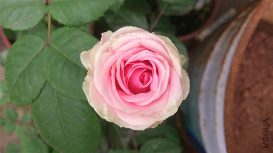 DSC_0316.jpg
