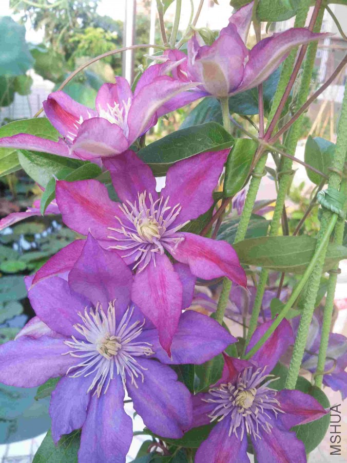 20140705_063708.jpg