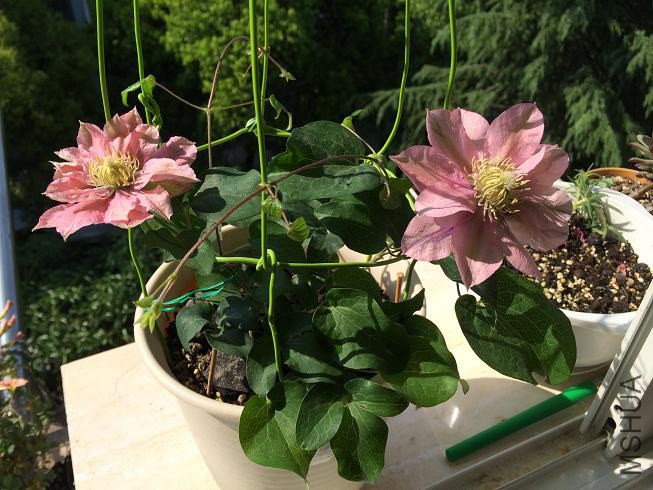 ���������