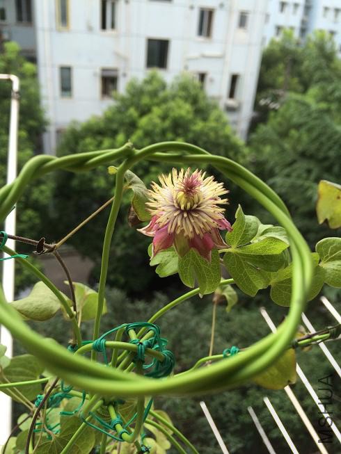 ����8.1�ſ�������