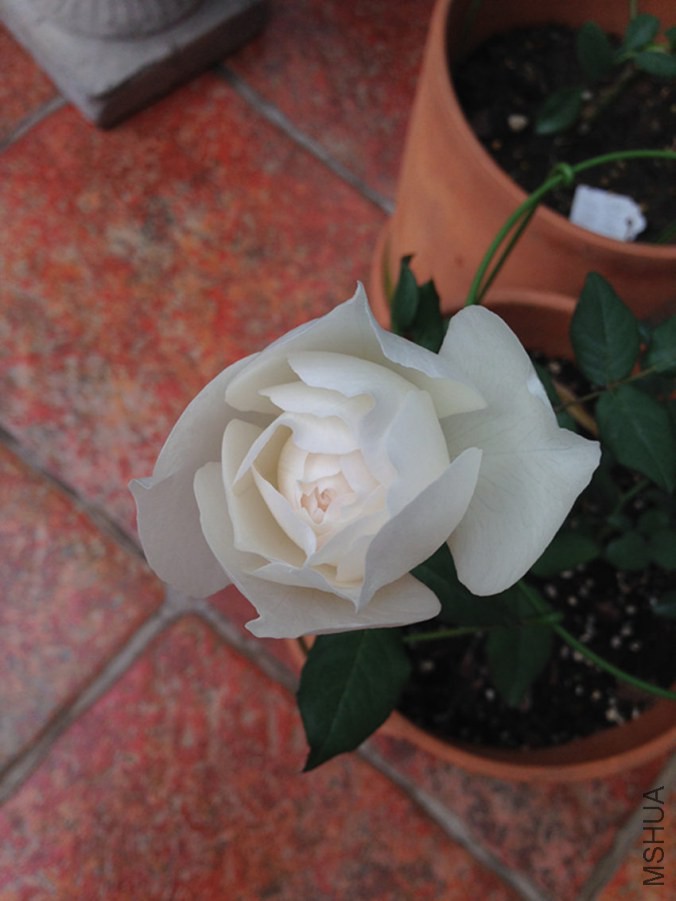 ������Ĵ���.