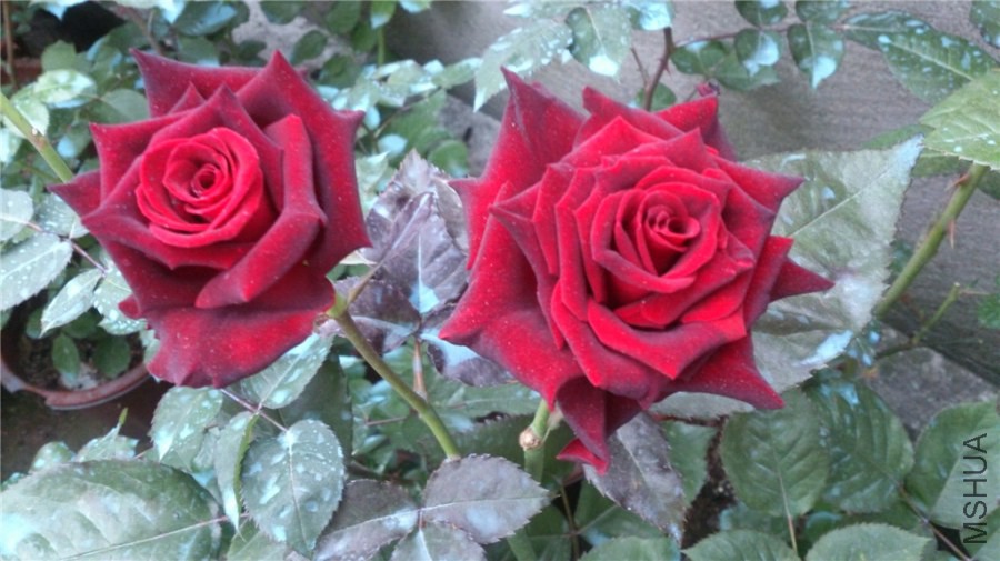DSC_0372.jpg