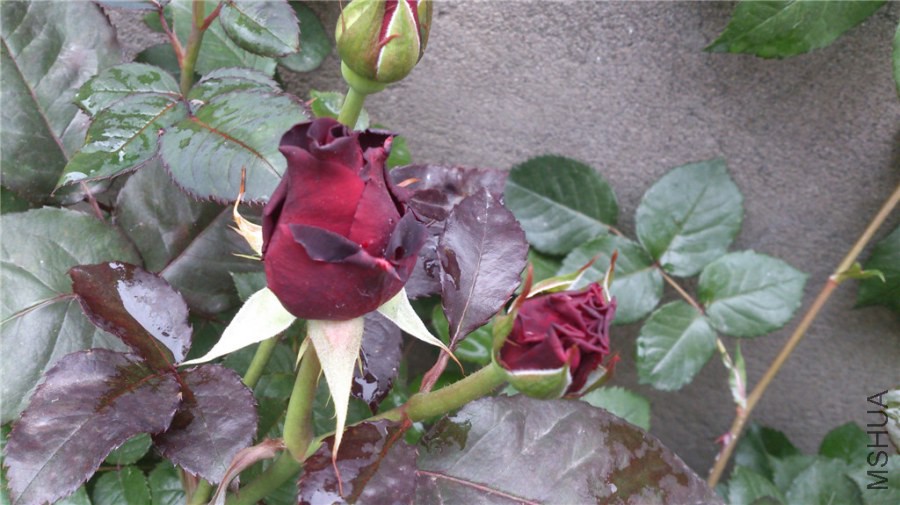 DSC_0028.jpg