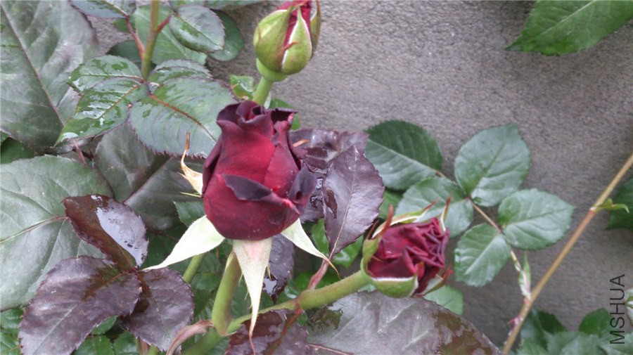 DSC_0029.jpg