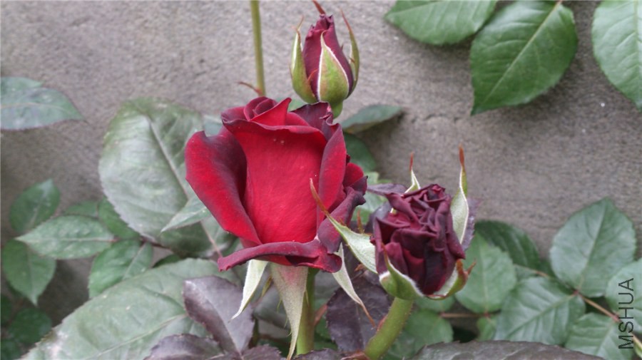 DSC_0086.jpg