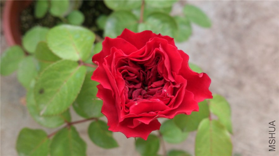 DSC_1019.jpg