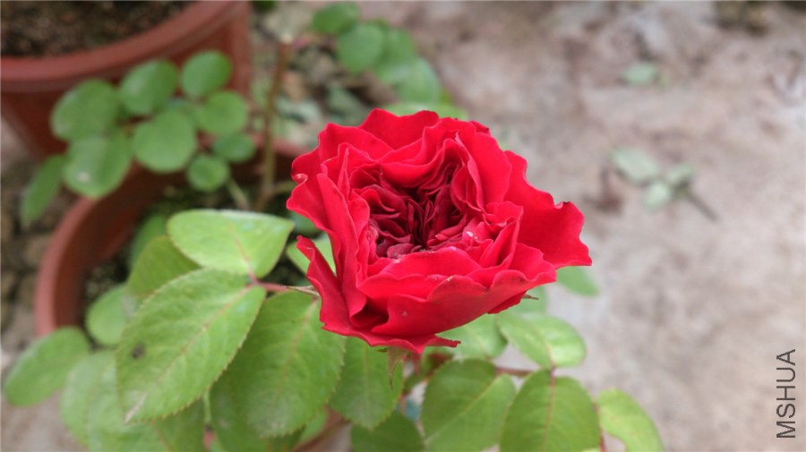 DSC_1020.jpg