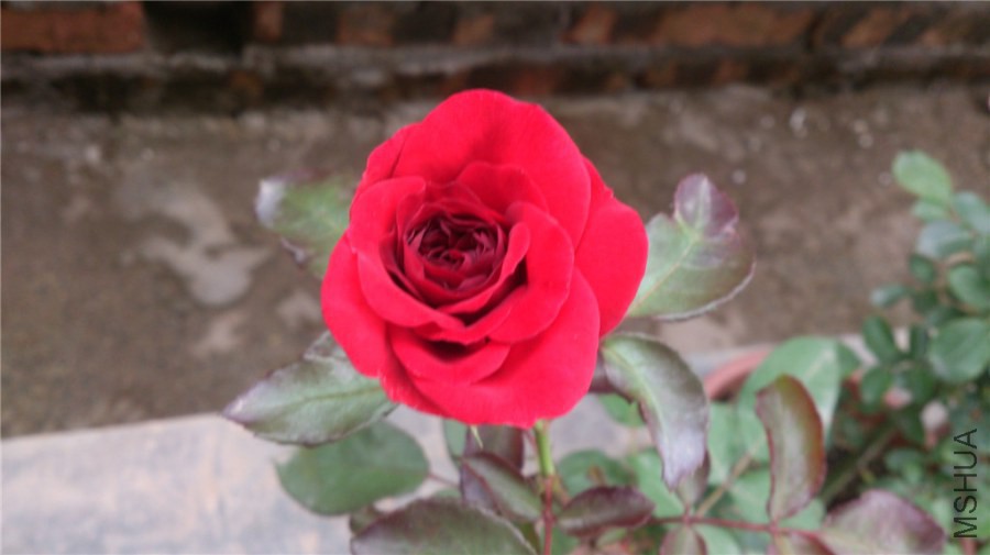 DSC_1073.jpg