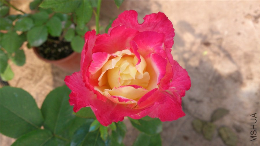 DSC_1021.jpg